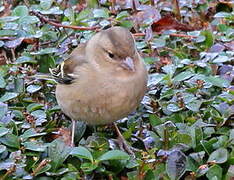 Eurasian Chaffinch