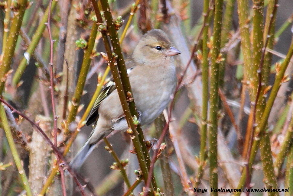 Common Chaffinch female adult, Behaviour