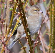 Eurasian Chaffinch