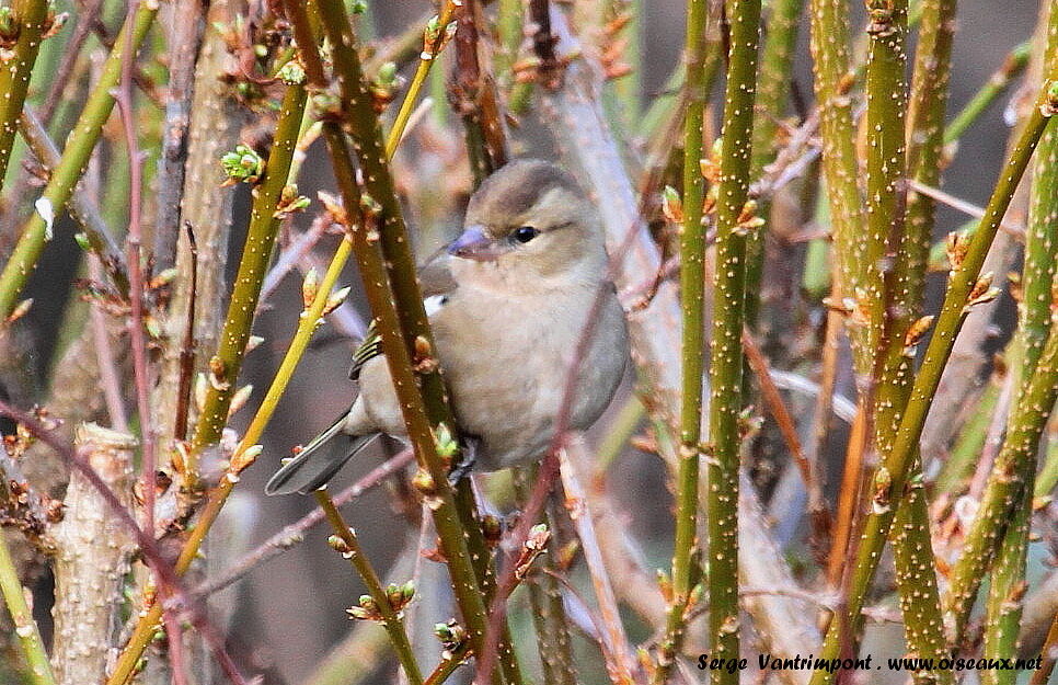 Eurasian Chaffinch female adult, Behaviour