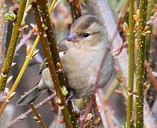 Pinson des arbres