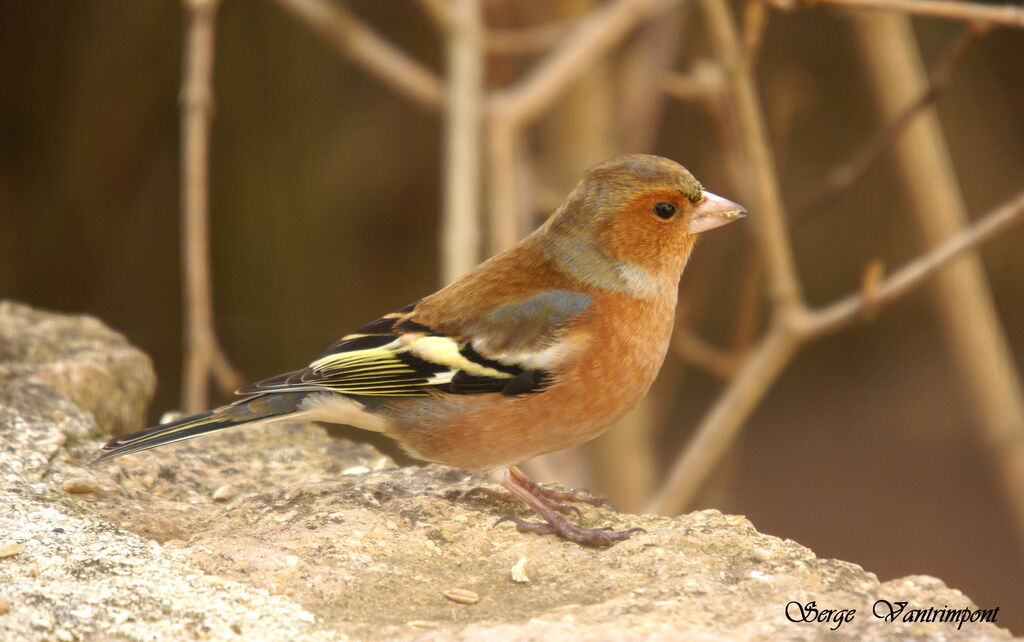 Common Chaffinch, Behaviour