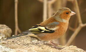 Common Chaffinch