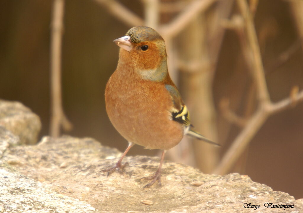 Common Chaffinch male, identification