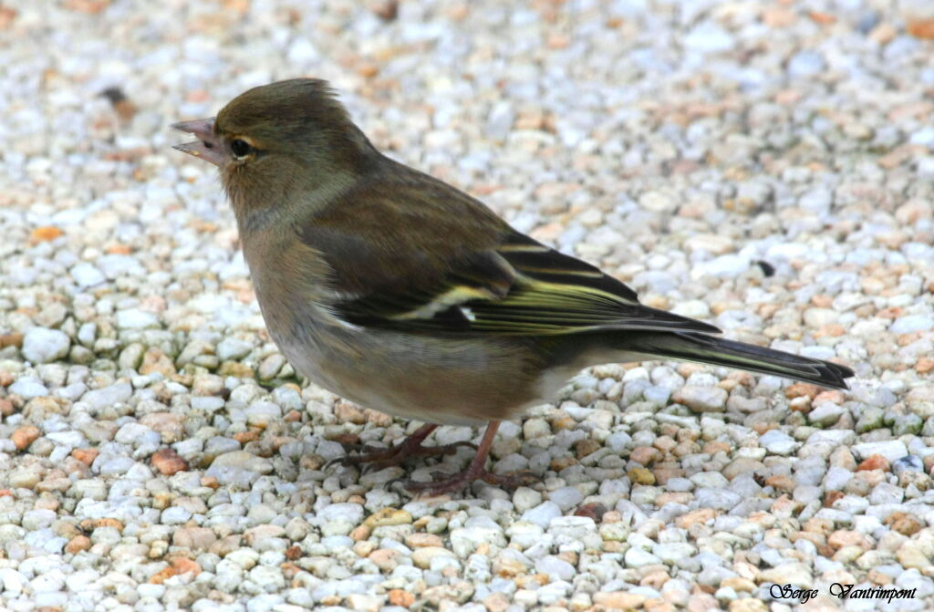 Pinson des arbres femelle, identification