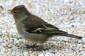 Common Chaffinch