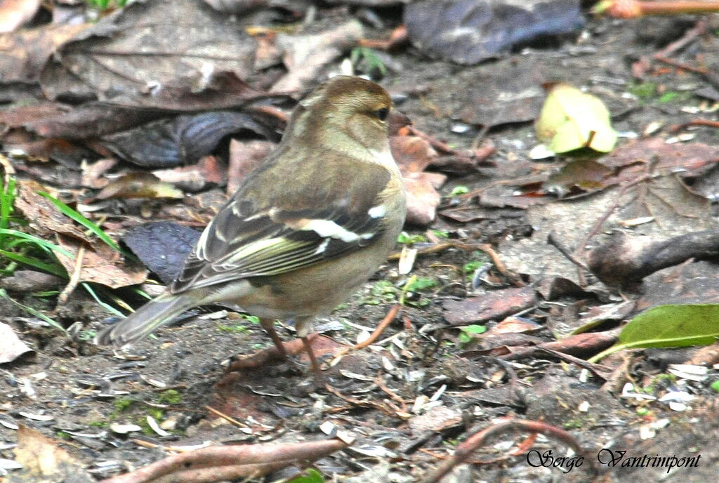 Common Chaffinch female, identification