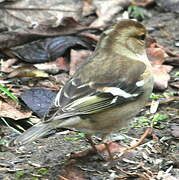 Eurasian Chaffinch