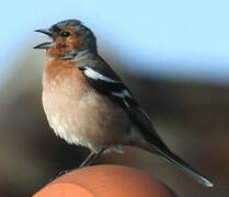 Eurasian Chaffinch