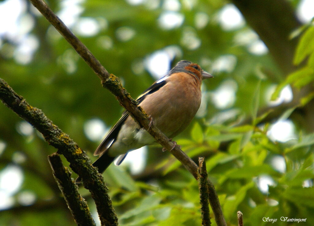 Eurasian Chaffinch male adult, identification