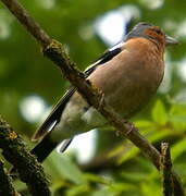 Eurasian Chaffinch