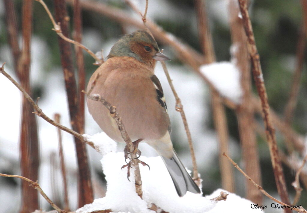 Eurasian Chaffinchadult, Behaviour