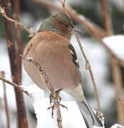 Eurasian Chaffinch