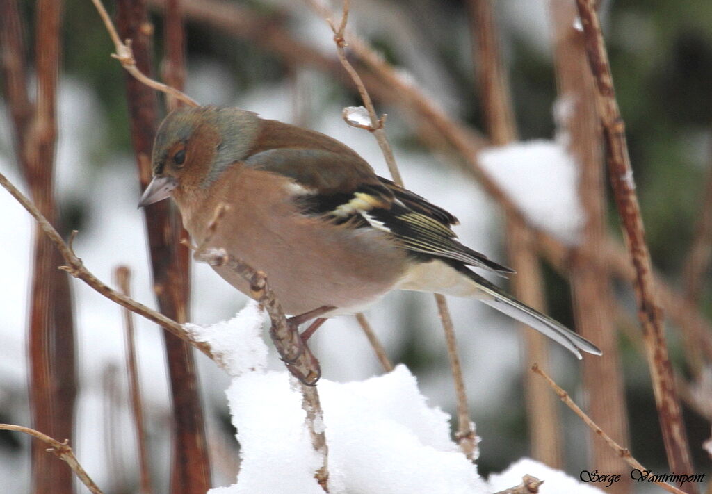 Common Chaffinchadult, Behaviour