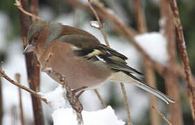 Eurasian Chaffinch