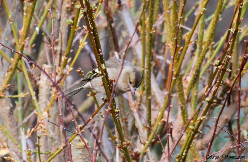 Common Chaffinchadult, identification, Behaviour