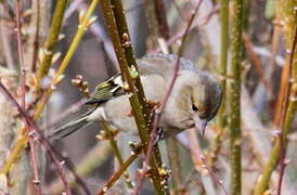 Common Chaffinch