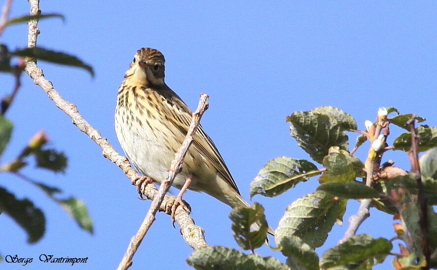 Pipit des arbresadulte, identification