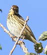 Pipit des arbres