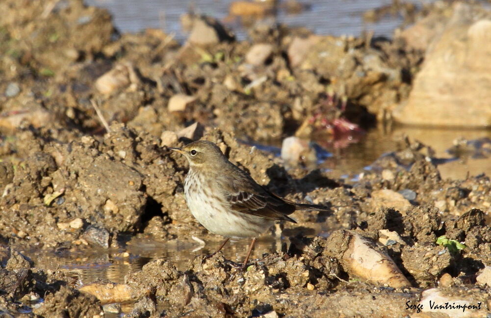 Meadow Pipit, Behaviour