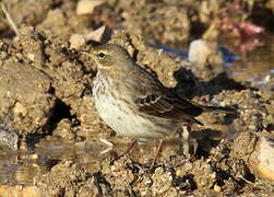 Meadow Pipit