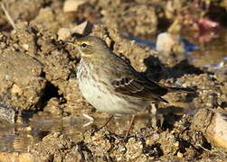 Pipit farlouse