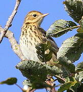 Pipit farlouse