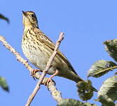 Pipit farlouse