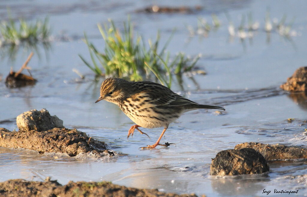 Pipit farlouse, Comportement