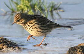 Pipit farlouse