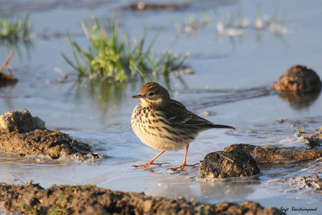 Meadow Pipit, Behaviour