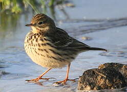 Meadow Pipit