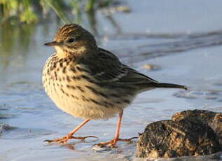 Pipit farlouse