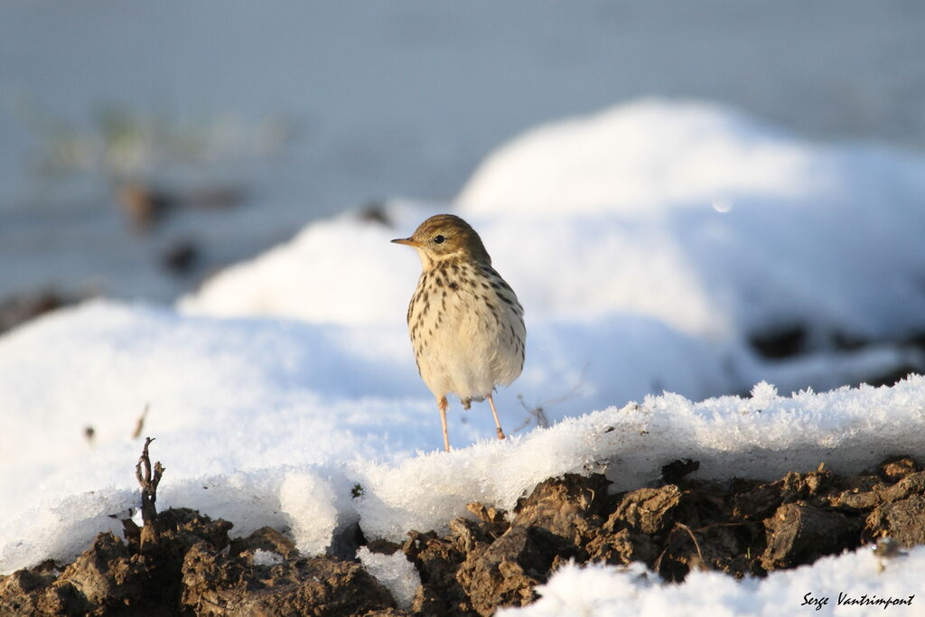 Pipit farlouse, Comportement