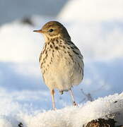 Pipit farlouse