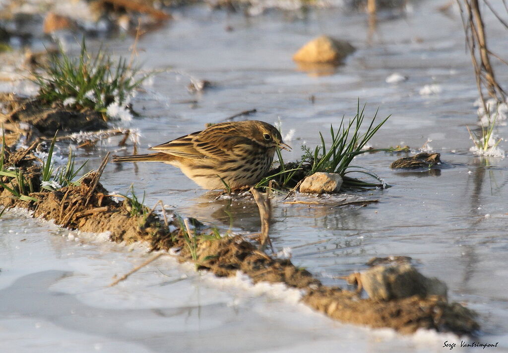 Pipit farlouse, Comportement