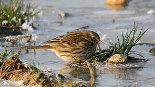 Pipit farlouse