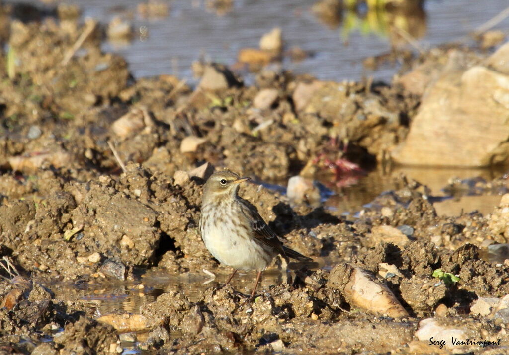 Pipit farlouse, Comportement