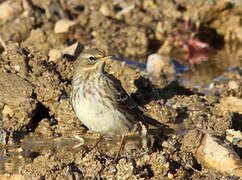 Pipit farlouse