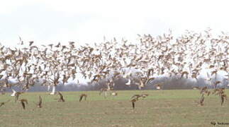 European Golden Plover