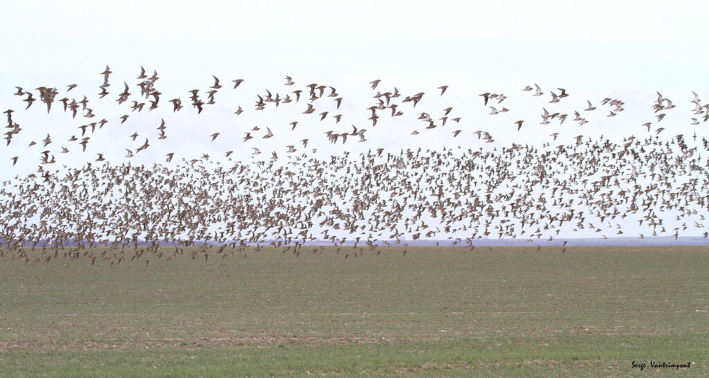 European Golden Plover, Flight, Behaviour