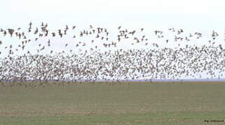 European Golden Plover