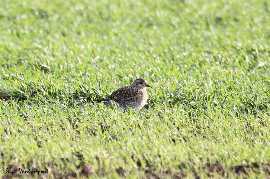 European Golden Plover, Behaviour