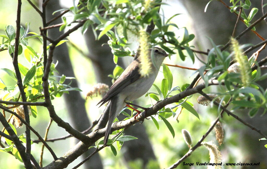 Willow Warbleradult, identification, Behaviour