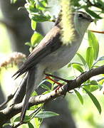 Willow Warbler