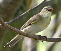 Willow Warbler