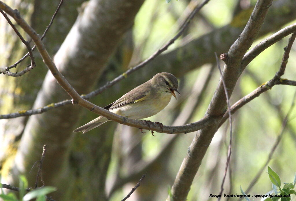 Willow Warbleradult, song