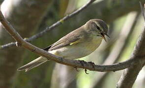 Willow Warbler