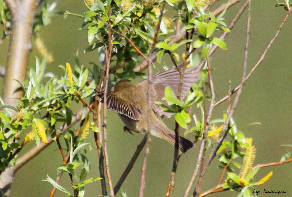 Willow Warbleradult, Flight