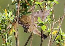 Willow Warbler